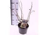 Prunus Incisa 'Kojou-No-Mai' - Ciliegio Nano 40-60 Cm, Ciliegio A Fessura Per Giardino E Terrazzo, Fiori Decorativi
