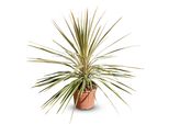 Cordyline Australis 'Dazzler' Club Lily, 100 Cm, Vaso Da 10 L, Pianta Da Giardino Resistente Per Interni Ed Esterni