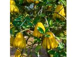 Pianta Di Agrumi Di Buddha's Hand Lemon 130-170 Cm Agrumi Esotici, Pianta Di Limoni Profumati Per Giardino E Balcone