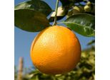 Arancio Citrus Sinensis 'Washington Navel' 120-140 Cm - Arance Dal Succo Dolce, Ideali Per Il Giardino, Il Patio E Il Giardino D'inverno, Facili Da Curare E Ad Alto Rendimento