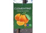 Albero Di Clementine Resistente Citrus × Clementina 130-170 Cm - Albero Di Clementine Per Giardino E Vasca - Pianta Di Agrumi Mediterranei
