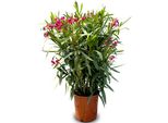 Albero Del Sole - Pianta - Oleandro - Nerium Oleander - Altezza 100-120 Cm - Colore Rosso - Pianta