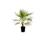 Sunny Tree - Palma - Washingtonia Robusta - Palma A Ventaglio Messicana - 140 Cm