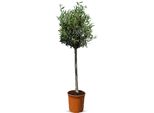 Olivo Di 10 Anni - Alto 130 Centimetri - Olea Europea - Resistente All'inverno Fino A -18 - Fruttifero - Albero Da Frutto - Luoghi Soleggiati