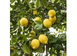 Albero Di Limoni Citrus Limon 'Eureka' (120-160 Cm) - Albero Da Frutto Sempreverde Per Giardino, Patio E Balcone, Ideale Per Il Fascino Mediterraneo E I Limoni Freschi