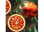 Arancio Esotico Arcobal "Rainbow Orange"" - Citrus Sinensis | Albero Di Agrumi Per Giardino, Balcone E Terrazza | Acquista Ora L'albero Di Arancio"