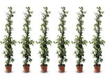 Sunny Tree - Gelsomino Toscano - Rampicante - 6 Pz - Pianta Da Esterno - Resistente A -18 - Trachelospermum Jasminoides - 160 Cm