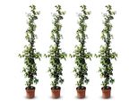 Sunny Tree - Gelsomino Toscano - Rampicante - 4 Pz - Pianta Da Esterno - Resistente A -18 - Trachelospermum Jasminoides - 160 Cm