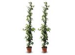 Sunny Tree - Gelsomino Toscano - Rampicante - 2 Pz - Pianta Da Esterno - Resistente A -18 - Trachelospermum Jasminoides - 160 Cm