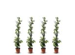 Sunny Tree - Gelsomino Toscano - Rampicante - 4 Pz - Pianta Da Esterno - Resistente A -18 - Trachelospermum Jasminoides - 120 Cm