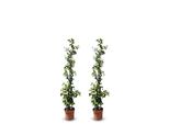 Sunny Tree - Gelsomino Toscano - Rampicante - 2 Pz - Pianta Da Esterno - Resistente A -18 - Trachelospermum Jasminoides - 120 Cm