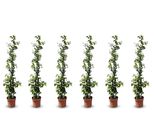 Sunny Tree - Gelsomino Toscano - Rampicante - 6 Pz - Pianta Da Esterno - Resistente A -18 - Trachelospermum Jasminoides - 120 Cm
