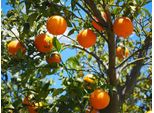 Arancio Citrus Sinensis Valencia 120-140 Cm - Arancio Per Giardino E Balcone, Frutta Fresca, Resistente, Facile Da Curare, Ideale Per Frutteto Fai Da Te