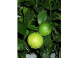 Citrus Bergamia 'Fantastico' - Bergamotto 120-140 Cm, Aromatico, Facile Da Curare, Ideale Per Giardino, Balcone E Cucina