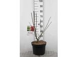Acer Palmato 'Osakazuki' - Acero A Ventaglio Contenitore Da 60-80 Cm