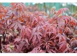 Acer Palm 'Skeeter's Broom' - Acero Giapponese A Ventaglio 50- 60 Cm In Contenitore