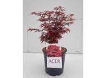 Acer Palmato. 'Shaina' - Acero Giapponese A Ventaglio Shaina 50- 60 Cm In Contenitore