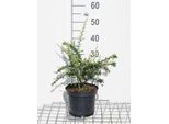 Berberis Darwinii 'Compacta' - Berberitze 20- 25 Cm In Contenitore