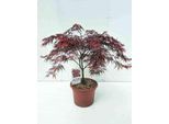 Acer Palmato 'Garnet' ('Dissect. Garnet') - Acero A Ventaglio 60- 80 Cm Contenitore