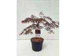 Acer Palm 'Inaba Shidare' - Acero A Ventaglio Contenitore Da 60-80 Cm