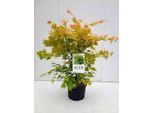 Acer Palm. 'Orange Dream' - Acero A Ventaglio Orange Dream 60-80 Cm In Contenitore