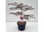 Acer Palmato 'Garnet' ('Dissect. Garnet') - Acero A Ventaglio 60- + Cm Contenitore