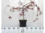 Acer Palmato 'Inaba Shidare' - Acero A Ventaglio 40- Contenitore Da 50 Cm