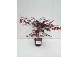 Acer Palmato 'Bloodgood' - Acero A Ventaglio 50- 60 Cm Contenitore