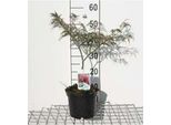 Acer Palmato 'Garnet' ('Dissect. Garnet') - Acero A Ventaglio 40- 50 Cm Contenitore