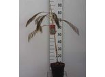Albizia Jul. 'Ombrella' ('Bourbi'®) - Seidenakazie Ombrella 40- 50 Cm Container