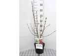Acer Palmato 'Osakazuki' - Acero A Ventaglio 50- 60 Cm In Contenitore