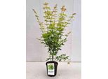 Acer Palm 'Orange Dream' - Acero A Ventaglio Orange Dream 50- 60 Cm Contenitore