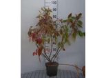Cornus Alba 'Gouchaultii' - Corniolo In Contenitore Da 60-80 Cm