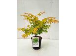 Acer Palm 'Orange Dream' - Acero A Ventaglio Orange Dream 50- 60 Cm Contenitore