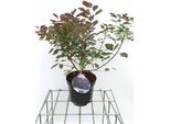 Cotinus Cogg. 'Dusky Maiden'® - Arbusto Di Parrucca 40- 50 Cm In Contenitore