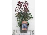 Cotinus Cogg. 'Dusky Maiden'® - Arbusto Di Parrucca 50- 60 Cm In Contenitore