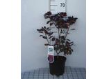 Cotinus Cogg. 'Royal Purple' - Arbusto A Parrucca Rossa 40- 60 Cm In Contenitore