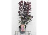 Cotinus Cogg. 'Royal Purple' - Arbusto A Parrucca Rossa 50- 60 Cm In Contenitore