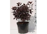 Cotinus Cogg. 'Royal Purple' - Arbusto A Parrucca Rossa 60-80 Cm In Contenitore