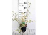 Corokia Virg. 'Sunsplash' - Zick-Zack-Strauch 25- 30 Cm In Contenitore