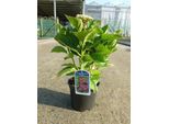 Hydrangea Macr. 'Kardinal' - Ortensia 25- 30 Cm In Contenitore