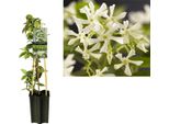 Gelsomino Stellato Trachelospermum Jasminoides 50-70 Cm - Pianta Rampicante Sempreverde E Resistente Con Una Forte Fragranza - Gelsomino Profumato, Ideale Per Giardino E Patio