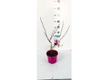Magnolia Soulangeana 60-80 Cm - Pianta Ornamentale Fiorita Per Giardino E Terrazzo, A Fioritura Primaverile, Resistente, Albero Di Magnolia