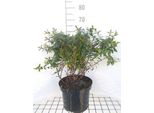 Hypericum Hybr. 'Hidcote' - Erba Di San Giovanni 50- 60 Cm Contenitore