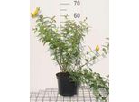 Hypericum Hybr. 'Hidcote' - Erba Di San Giovanni 30- 40 Cm Contenitore