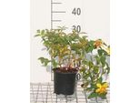 Hypericum Hybr. 'Hidcote' - Erba Di San Giovanni 25- 30 Cm In Contenitore