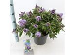 Buddleja Dav. Butterfly Candy Little Sweetheart 25-30 Cm Butterfly Lilac Summer Lilac - Lilac Spear