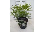 Fiore D'arancio 'Aztec Pearl' - Profumato Arbusto Ornamentale Sempreverde Choisya Ternata, Alto 40-60 Cm, Resistente, Per Giardino E Contenitori