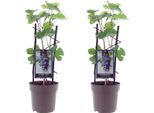 2 Pezzi Vite Rossa 'Boskoop Glory' In Vaso - Vite Da Tavola Resistente, 30-50 Cm, Aromatica, Ideale Per Giardino E Terrazzo