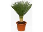 Yucca Rostrata 'Blue Swan' Circa 130 Cm - Giglio Di Palma Resistente Con Stelo Di 40 Cm E Vaso Di 40 Cm - Pianta Esotica Del Deserto Per Giardino E Patio